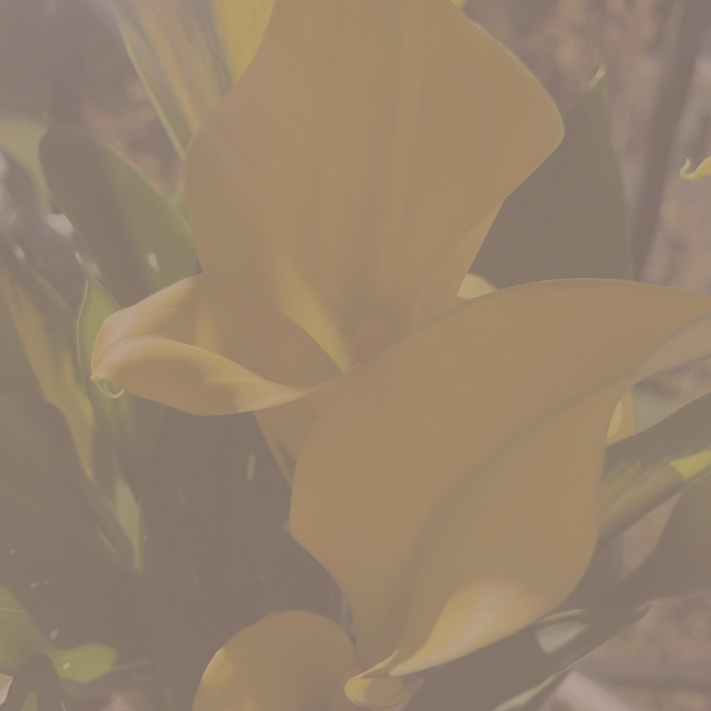 A beautiful close-up photograph of a real calla lily flower blooming, representing resilience, growth, and trauma-informed therapy in Illinois.