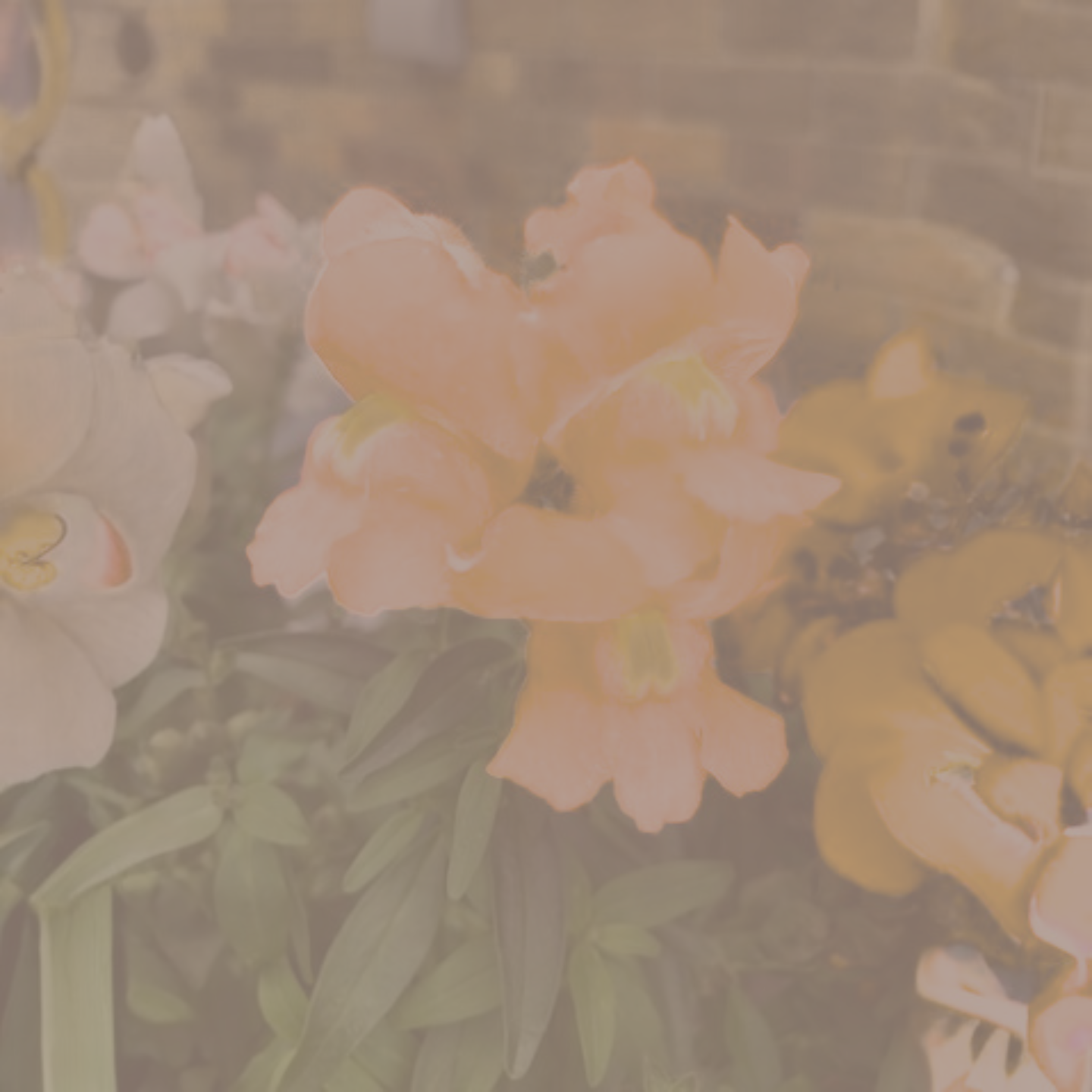 A vibrant photograph of a real freesia flower stem in full bloom, representing trust, healing, and evidence-based relationship therapy in Illinois.