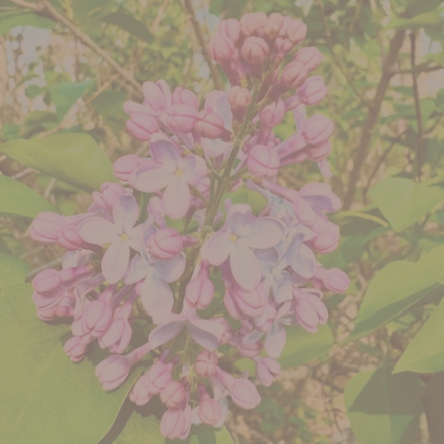 A comforting photograph of a real lilac clump with dense purple blossoms, representing nervous system regulation and anxiety therapy in IL.