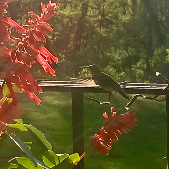 A graceful photograph of a hummingbird hovering, representing finding calm, grounding, and specialized anxiety therapy.